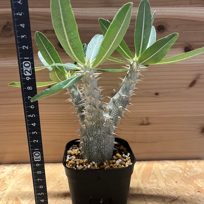 パキポディウム デンシフローラム | GREEN LUCK