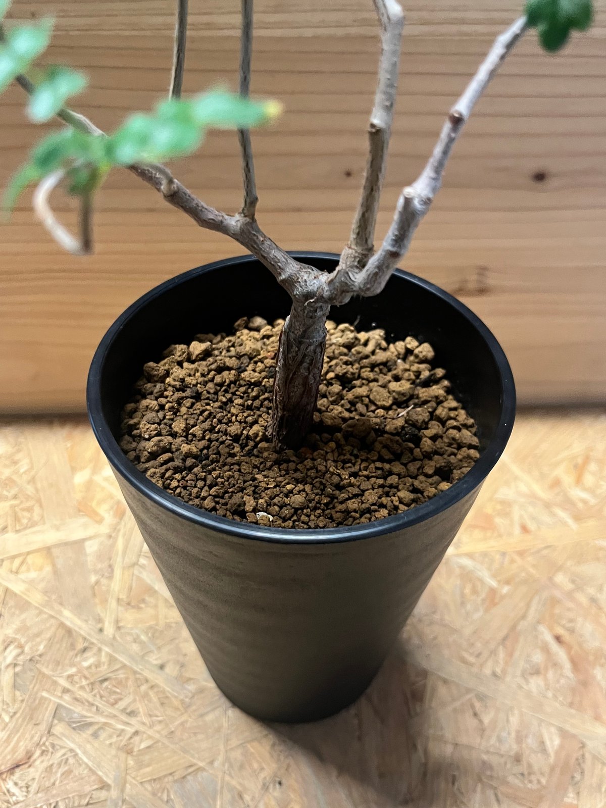コミフォラ☆モンストローサ コミフォラ・モンストローサ | R_Plants.ONLINE