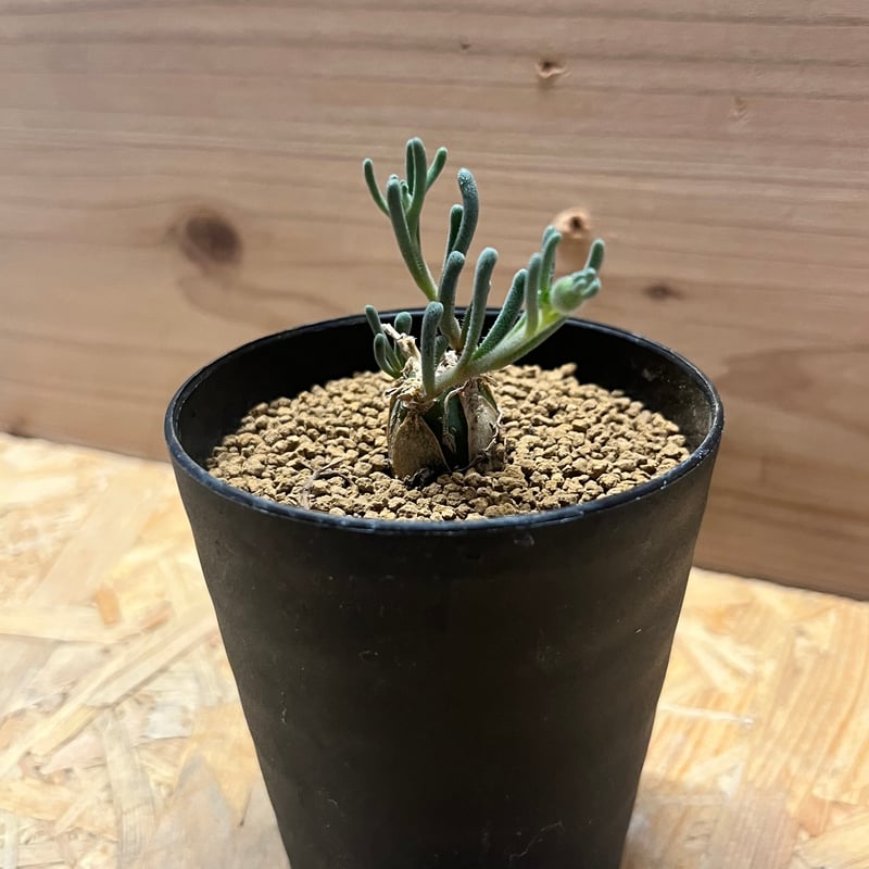 フィロボルス　テヌイフロルス　鉢ごと フィロボルス テヌイフロルス | GREEN LUCK