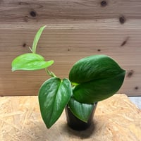 【発根済】エンセファラルトス ホリダス ドワーフ エンセファラルトス ホリダス ドワーフ | hanayoshi-botanical