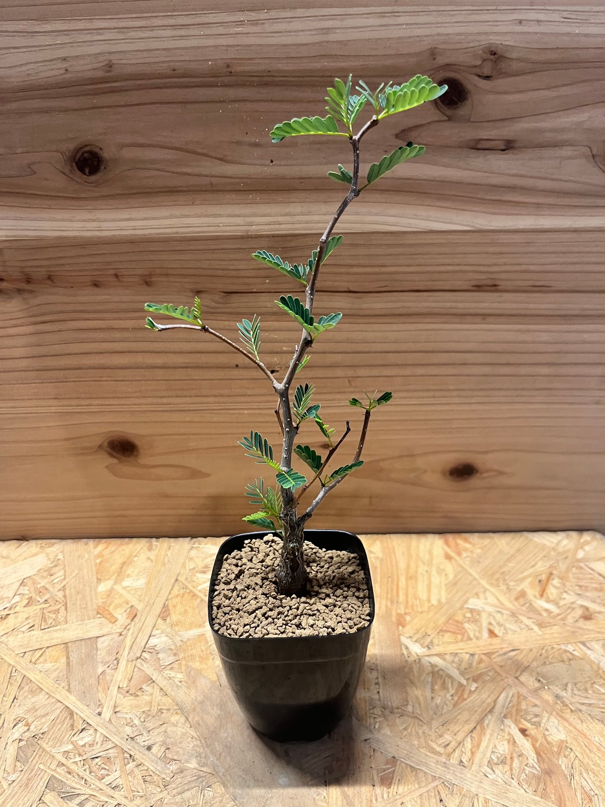 センナ メリディオナリス | GREEN LUCK