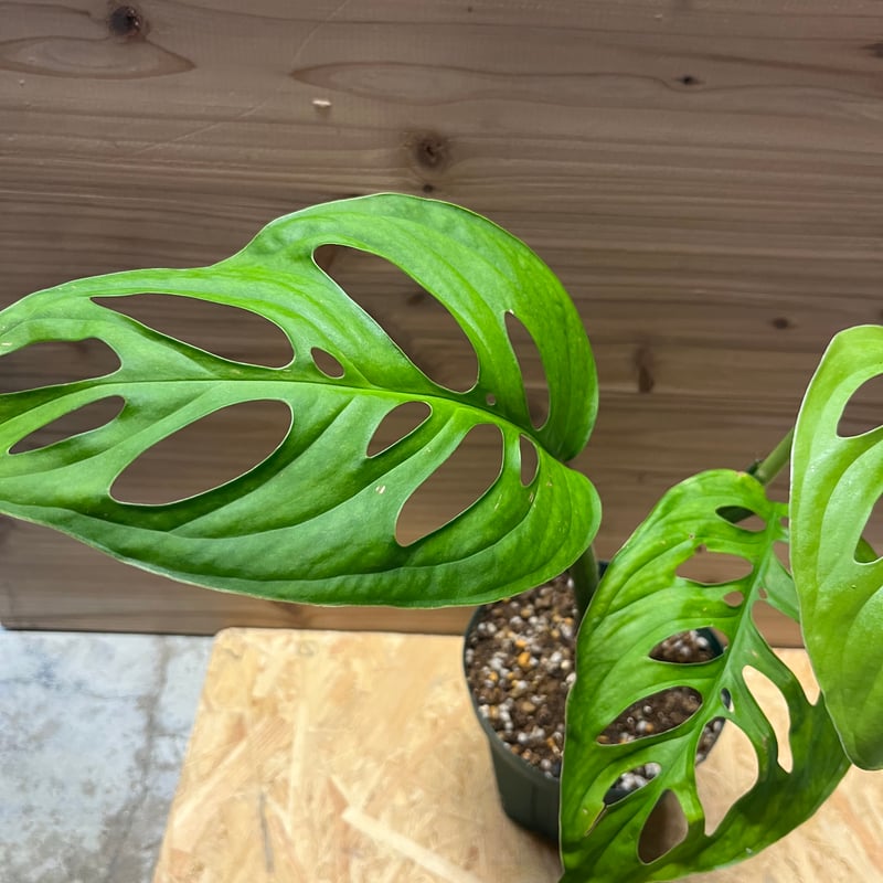 モンステラ エスケレート | GREEN LUCK