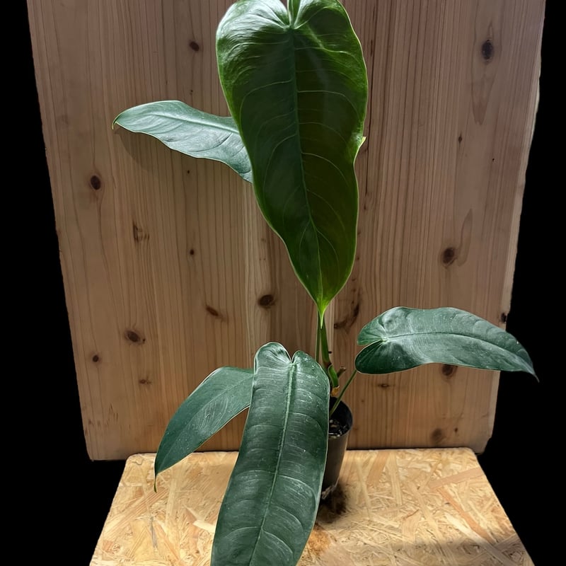 fit=cover,w=800,h=800