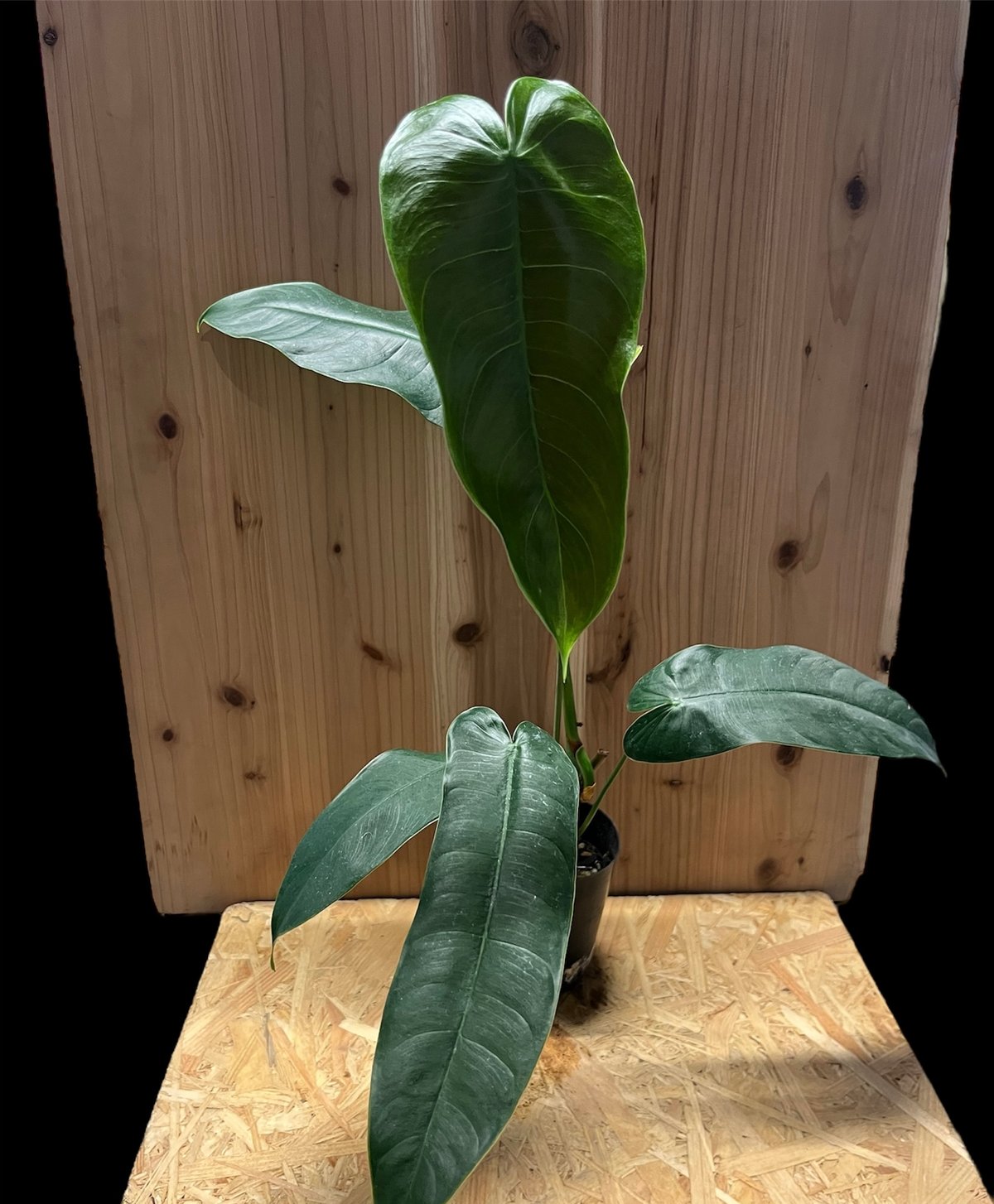 Philodendron sharoniae　フィロデンドロン　シャロニアエ フィロデンドロン シャロニアエ | GREEN LUCK