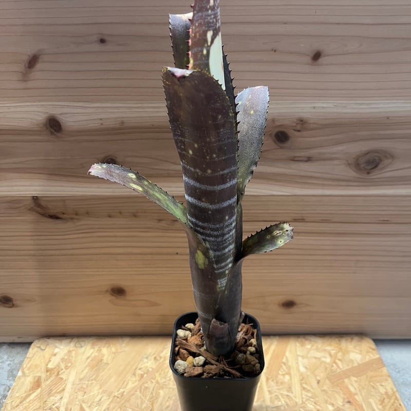 楽天市場】ビルベルギア 'ハレルヤ' 4寸 (観葉植物 おしゃれ