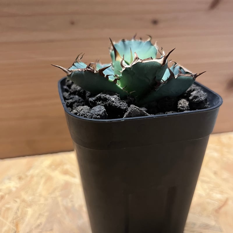 アガベ チタノタ 黒盾 | GREEN LUCK