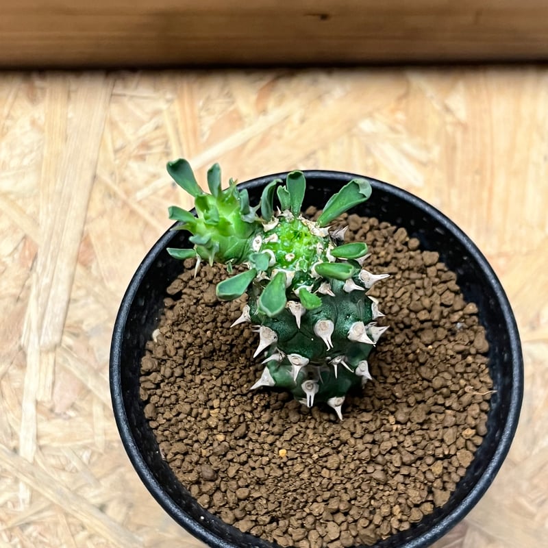 新種【海外実生】ユーフォルビア・エムウィラ/Euphorbia Mwila① 新種