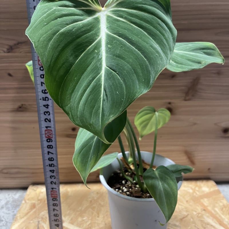 61 フィロデンドロン グロリオーサム 斑入り 美斑 【公式通販】