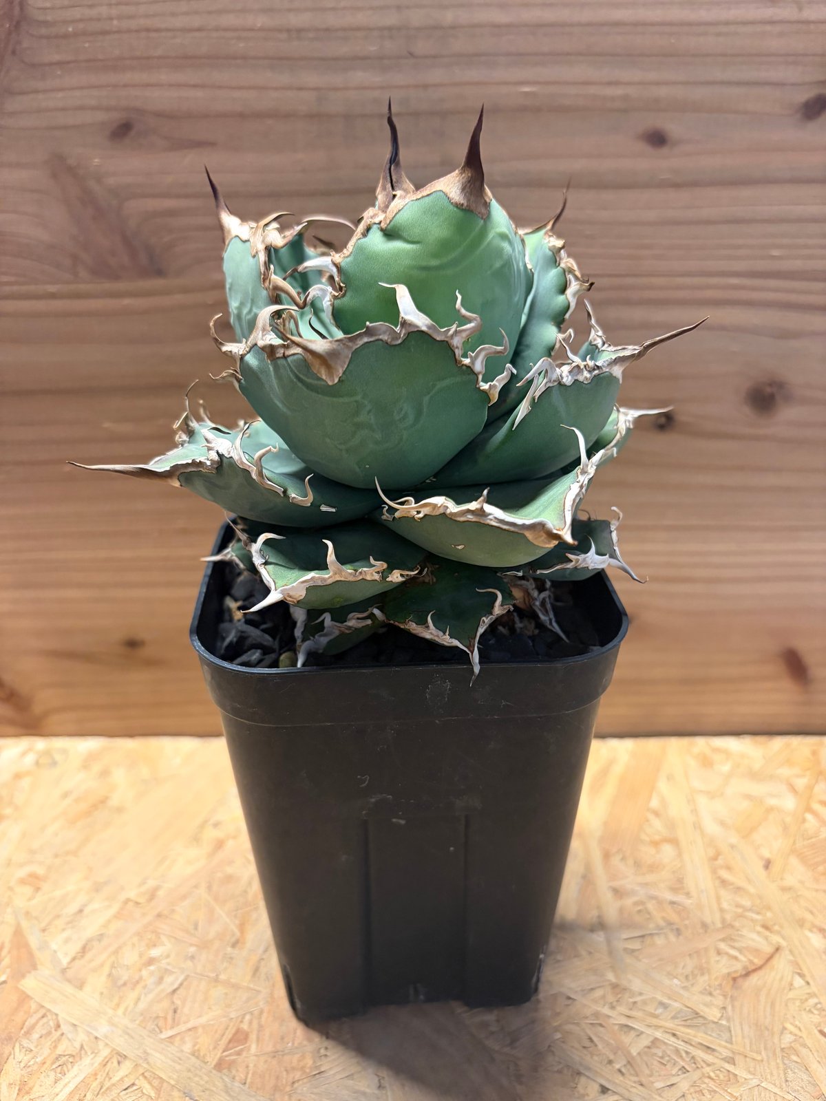 アガベ チタノタ 'シャークソウイ' | GREEN LUCK