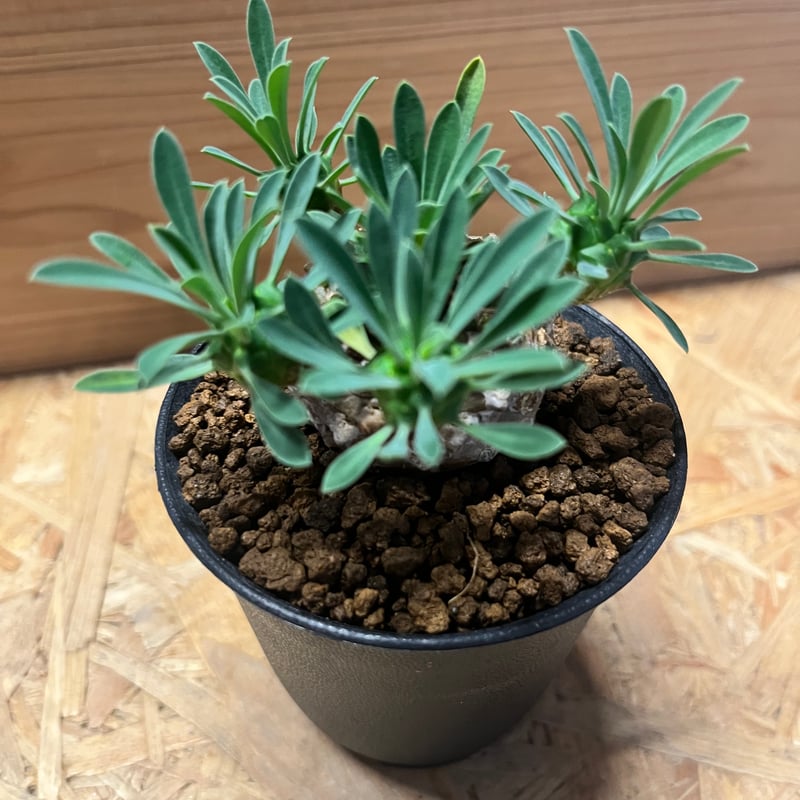 ユーフォルビア　峨眉山 ユーフォルビア 峨眉山 | GREEN LUCK