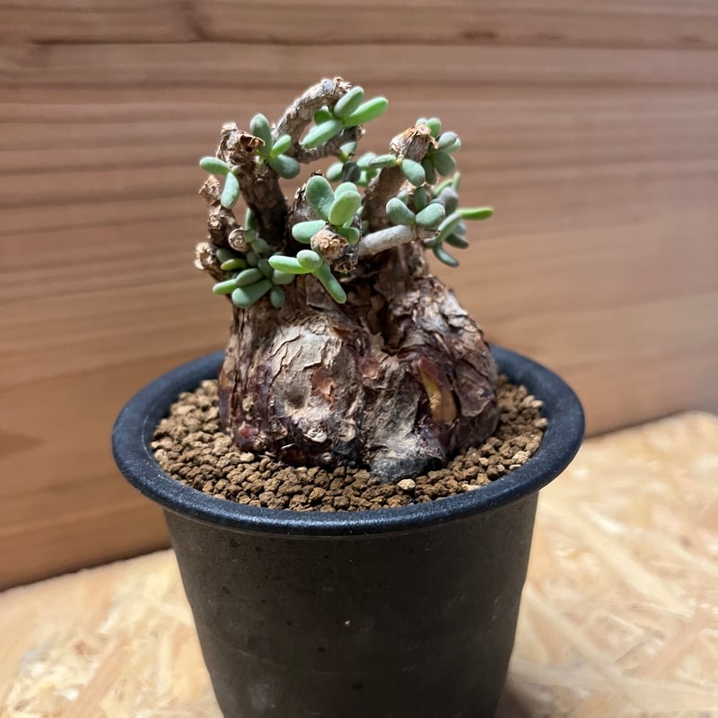 ケラリア　ピグマエア　H実生4年目　週末割 ケラリア ピグマエア H実生4年目 週末割