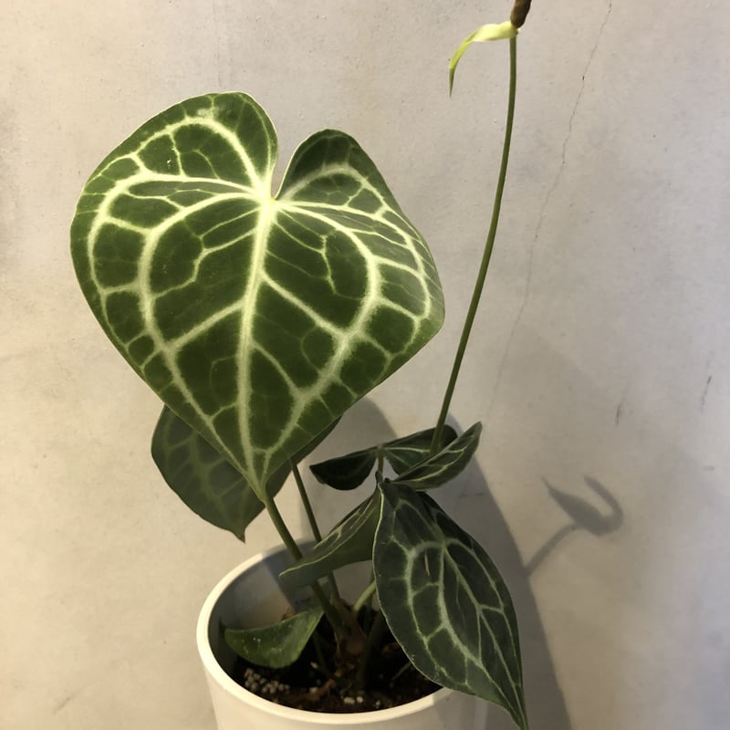 アンスリウム クラリネルビウム | GREEN LUCK