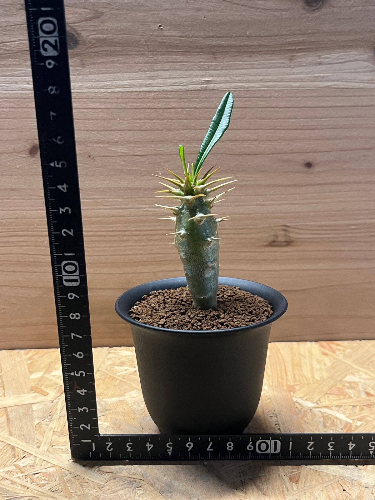 希少 パキポディウム アンボンゲンセ 観葉植物 パキポディウム アンボンゲンセ 実生 | GREEN LUCK