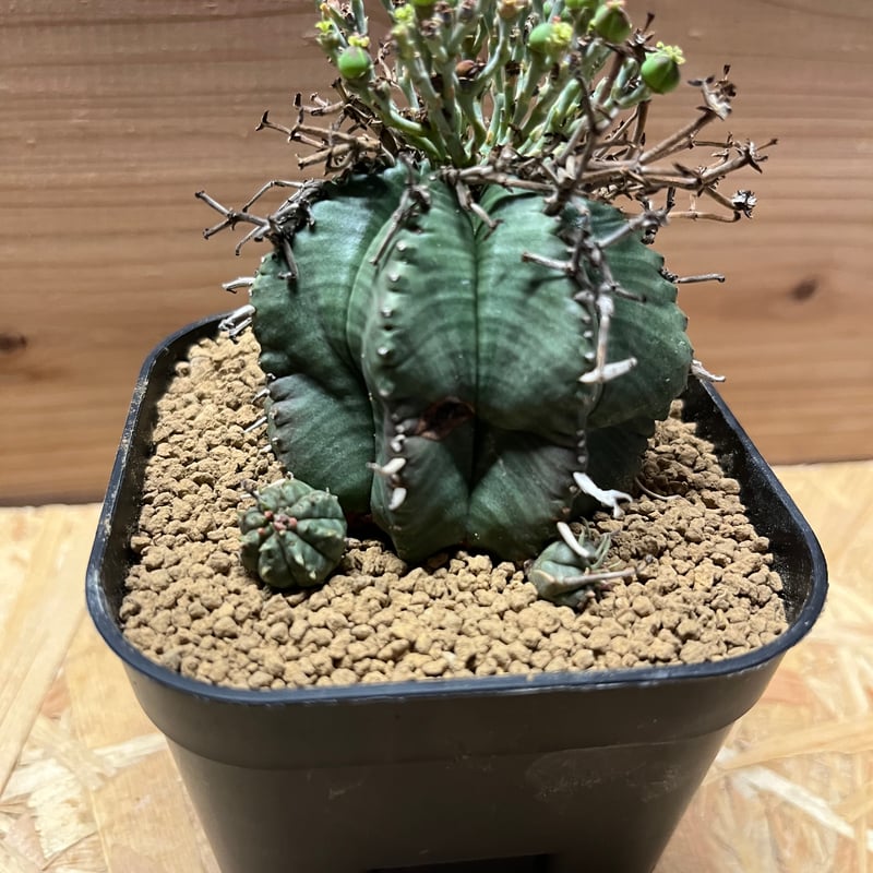 ユーフォルビア スーパーバリダ 雌株 | GREEN LUCK