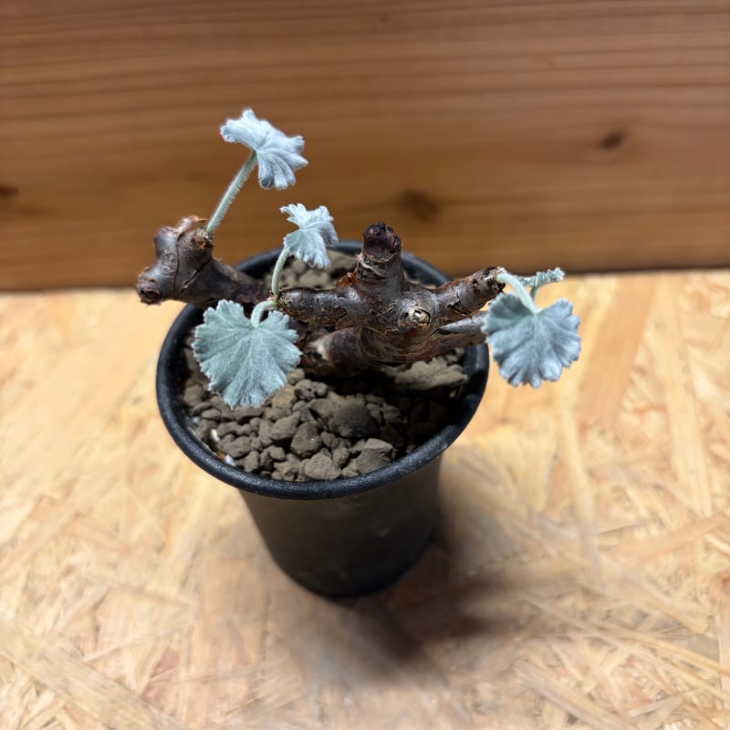 ペラルゴニウム ミラビレ | GREEN LUCK