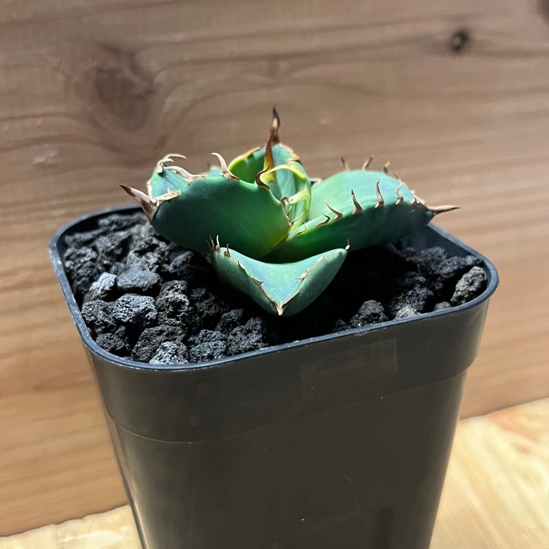 アガベ チタノタ 'NO NAME' | GREEN LUCK