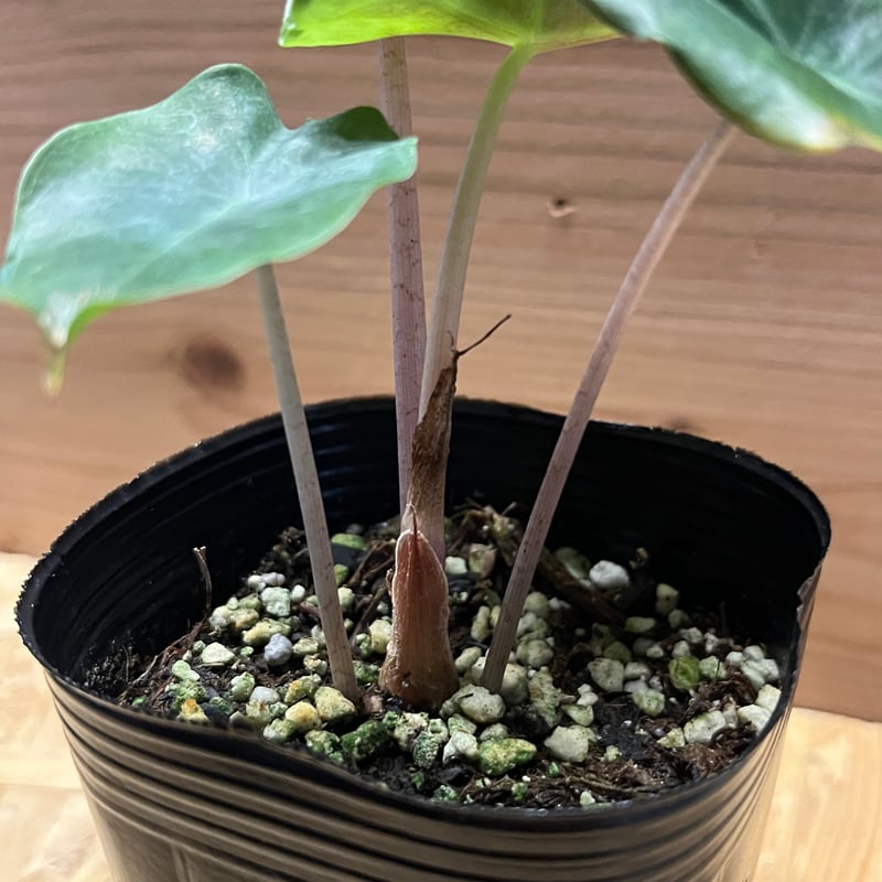 アロカシア　ピンクドラゴン斑入り アロカシア ピンクドラゴン斑入り - メルカリ