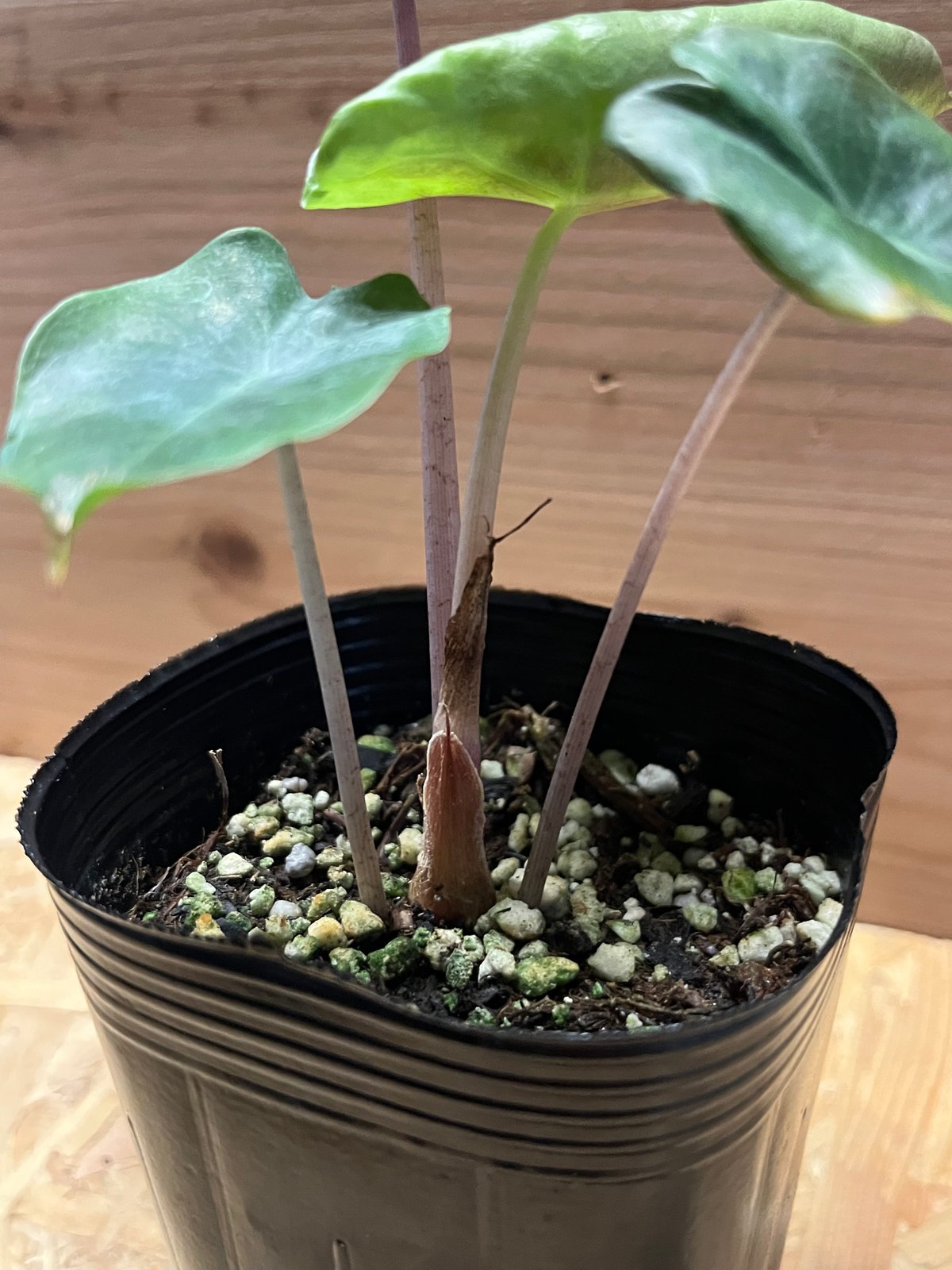 Alocasia Pink Dragon / アロカシア ピンクドラゴン⑤ Alocasia Pink Dragon – Driftwood Marketplace