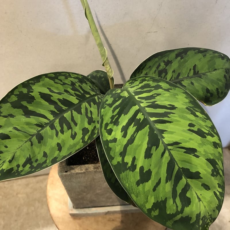 ホマロメナ ワリシー カモフラージュ | GREEN LUCK