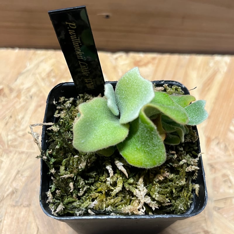 ビカクシダ リトルウィル | GREEN LUCK