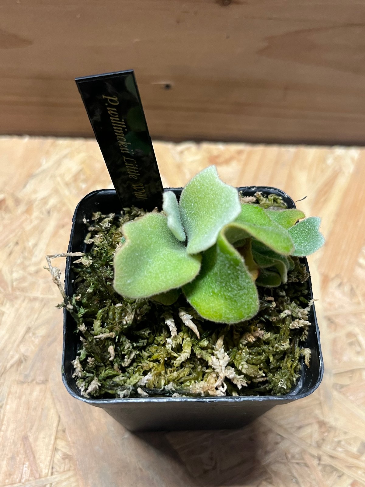 ビカクシダ リトルウィル | GREEN LUCK