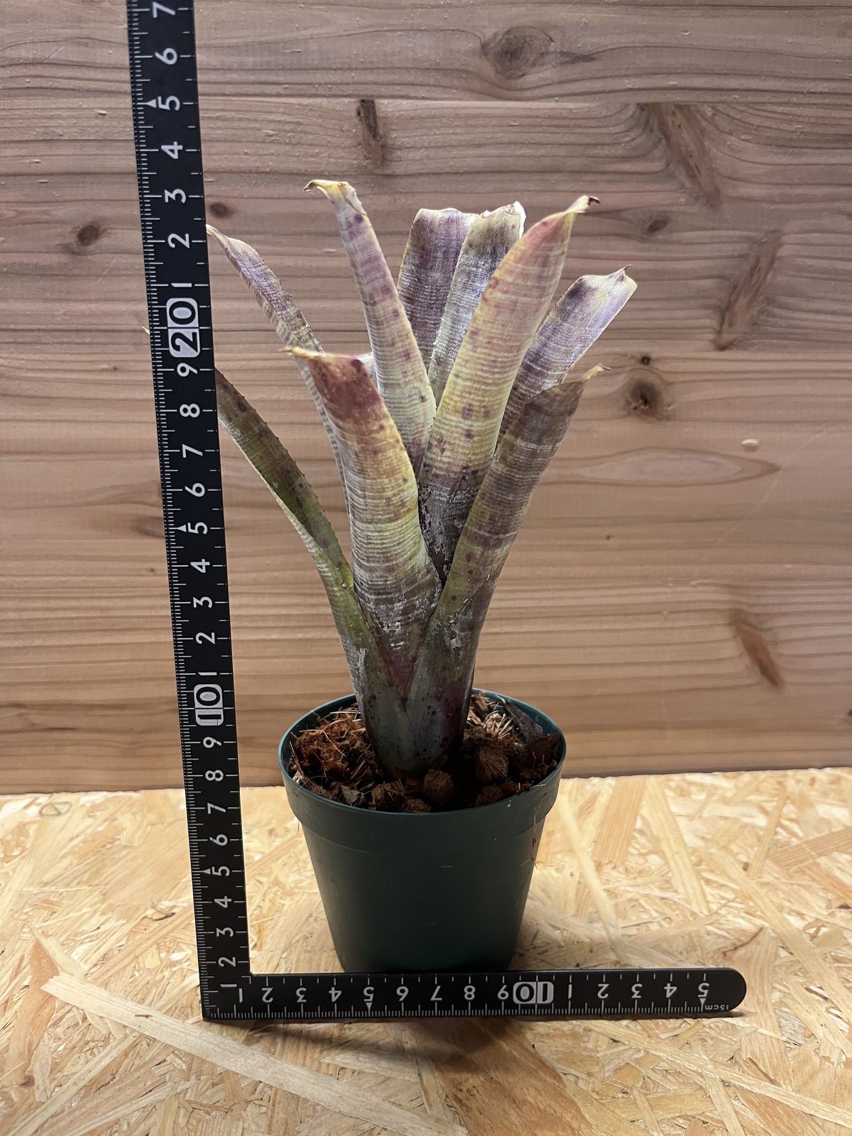 ネオレゲリア パウシフローラ スーパーホワイトクローン | GREEN