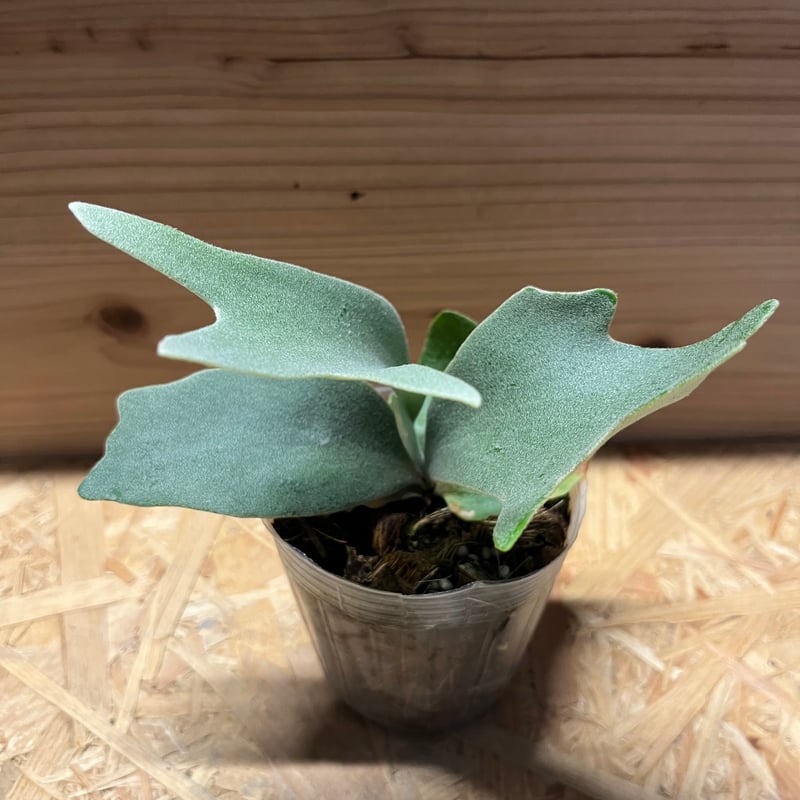 【ビカクシダ・ウィリンキー バリ】ゆうゆうメリカリ便 ビカクシダ】ウィリンキー 'バリ' ① - メルカリ