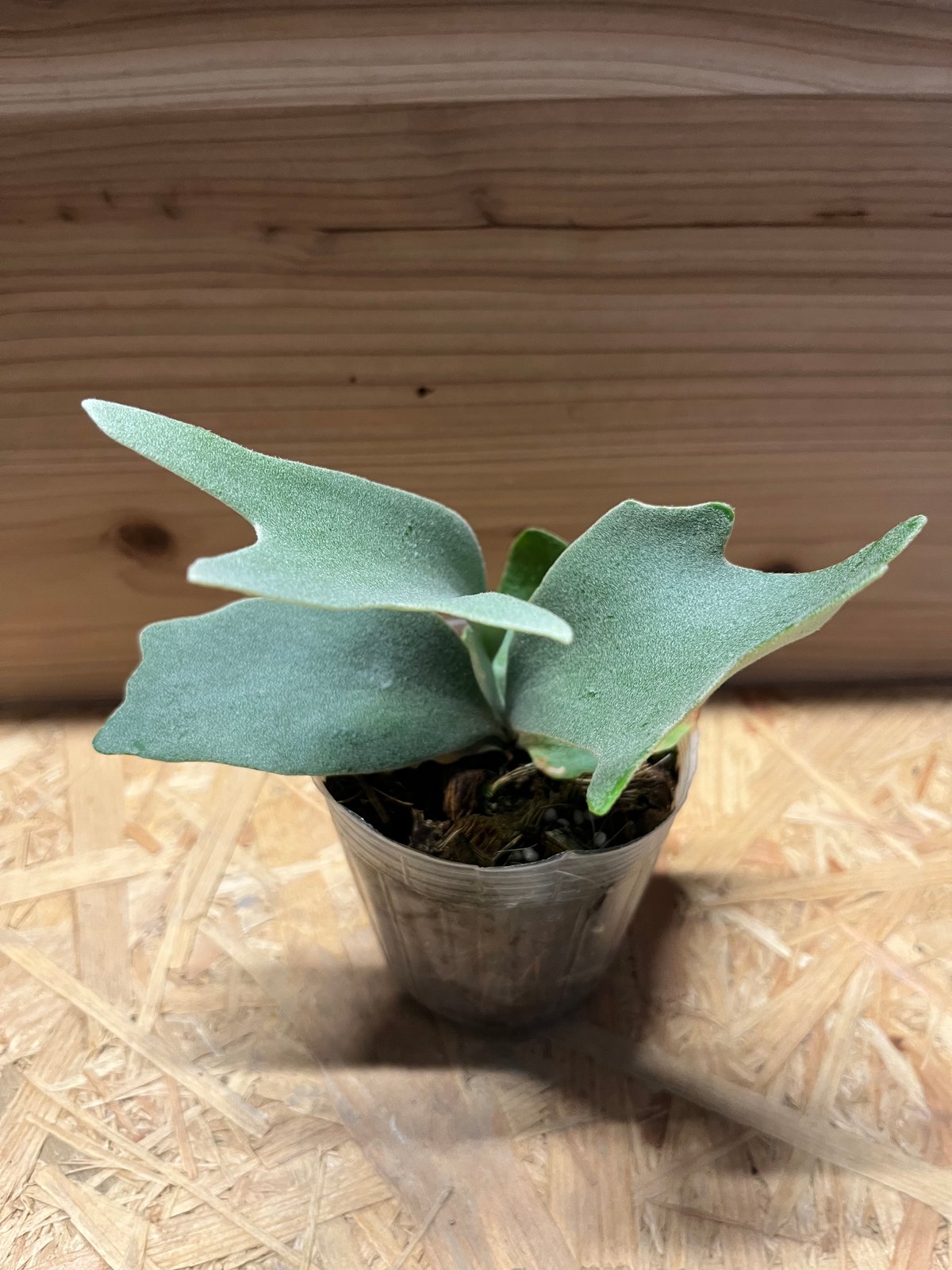 ビカクシダ ウィリンキー バリ | GREEN LUCK