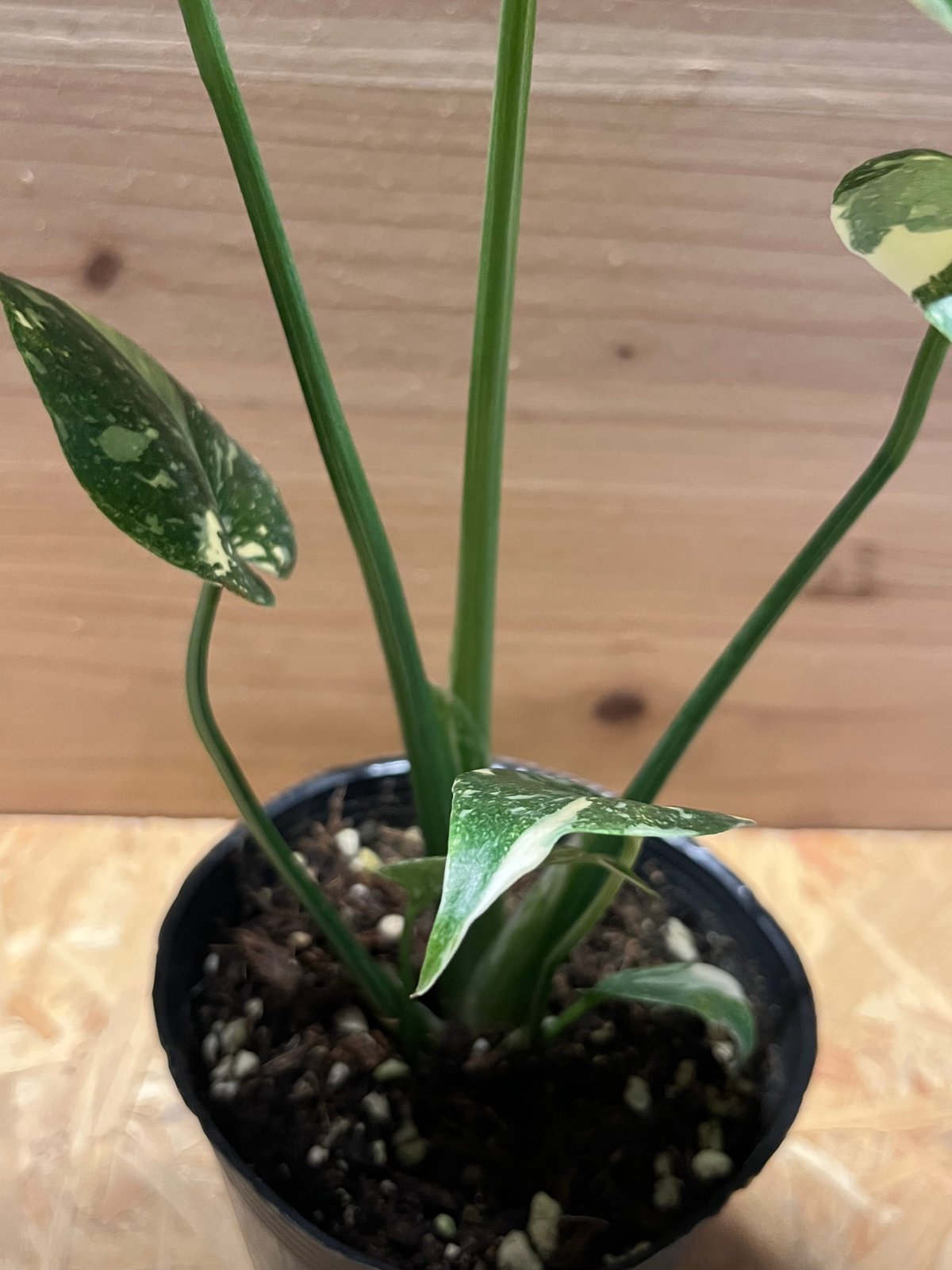 ラ*ん様 モンステラ　デリシオーサ　タイコンステレーション　極斑　美斑　ハイグレ ラ*ん様 モンステラ デリシオーサ タイコンステレーション 極斑