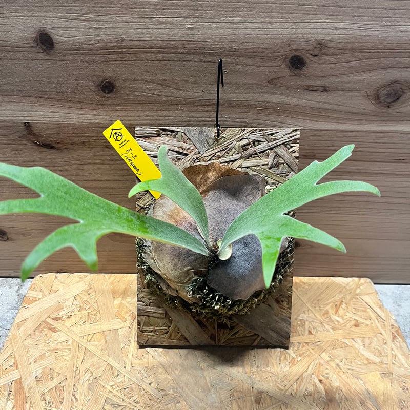 ビカクシダ E-1 スポア | GREEN LUCK