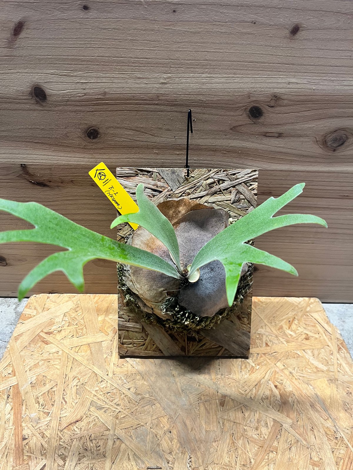 ビカクシダ E-1 スポア | GREEN LUCK