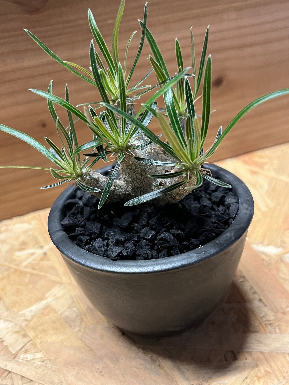 パキポディウム グラキリス×伝市鉢 | GREEN LUCK