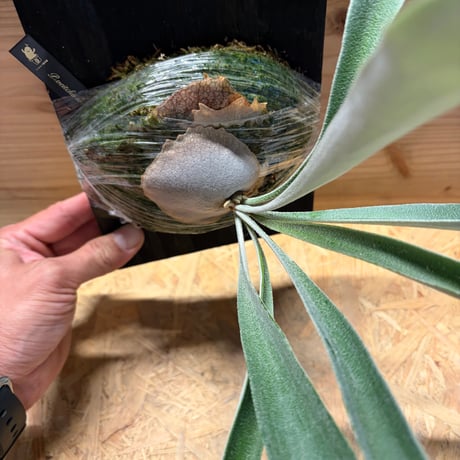 ビカクシダ　ベイチー　ワイルド