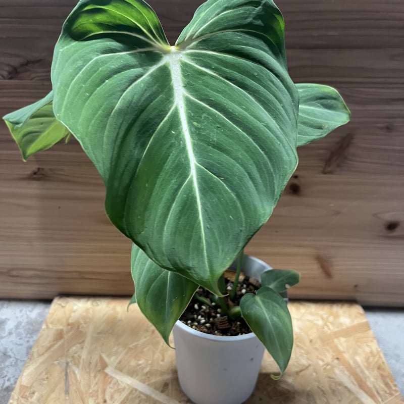 フィロデンドロン グロリオーサム | GREEN LUCK