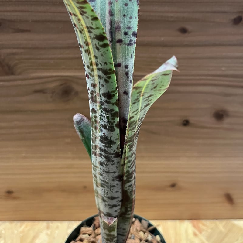 ラファエル　オリベイラ　ケスネリア　マルモラータ　斑入り ケスネリア・マルモラータ・ラファエルオリヴェイラ | nebachi