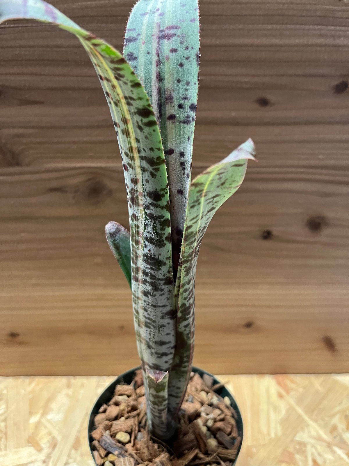 ケスネリア ラファエルオリベイラ | GREEN LUCK