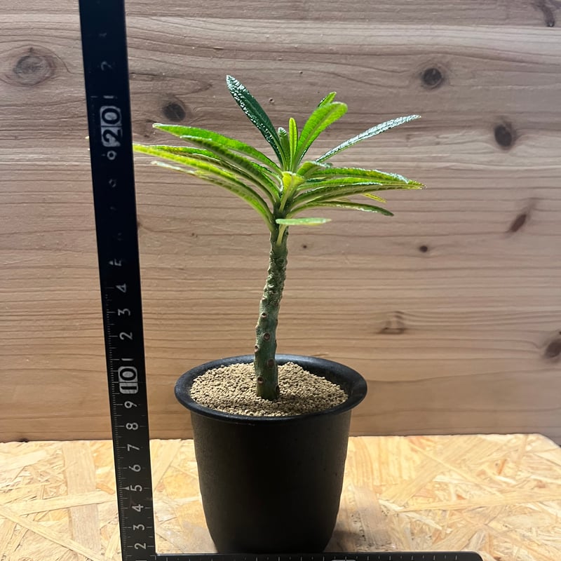 激レア【ドルステニア ギガス実生 32cm】 親株に 4号ロング発送 G32 激レア【ドルステニア ギガス実生 32cm】 親株に 4号ロング発送 G32