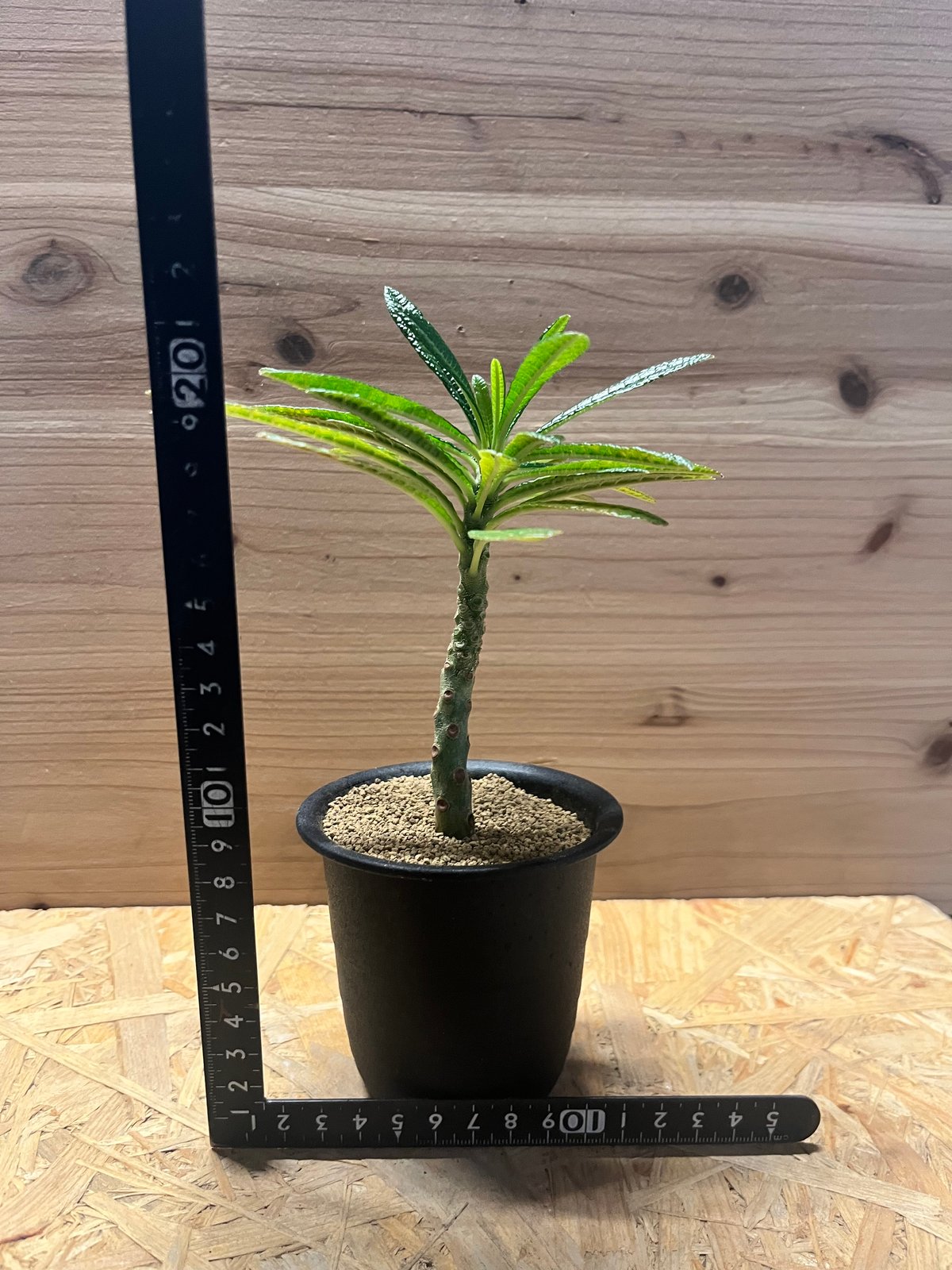 ドルステニア ギガス | GREEN LUCK