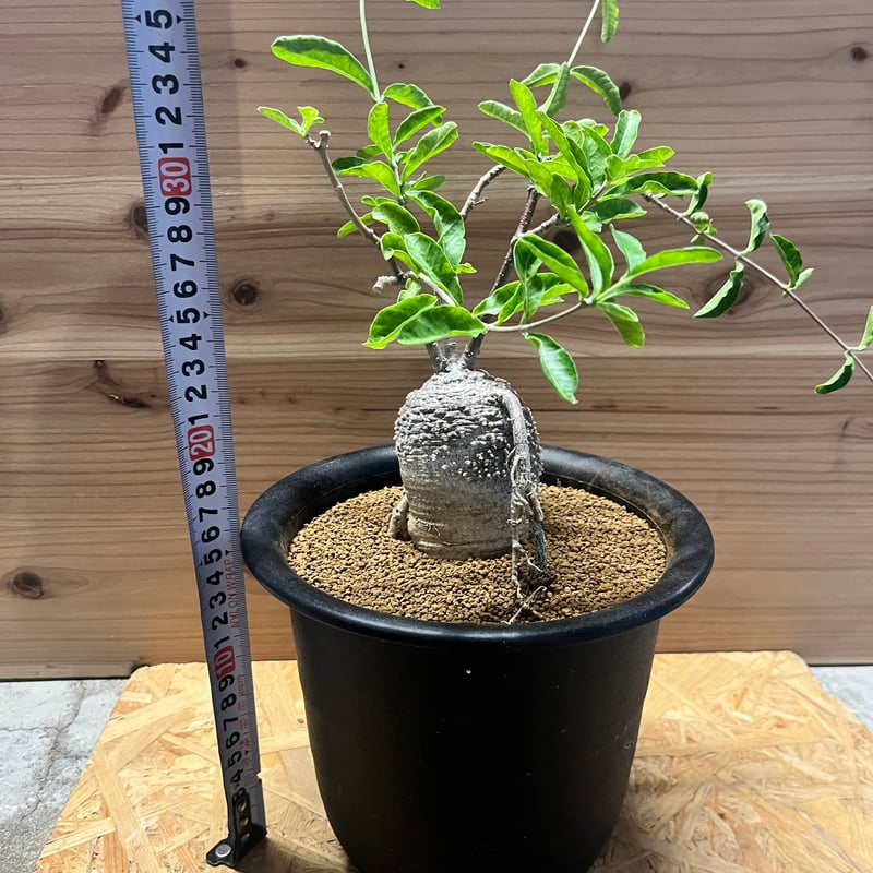 フォッケア エデュリス 火星人 | GREEN LUCK