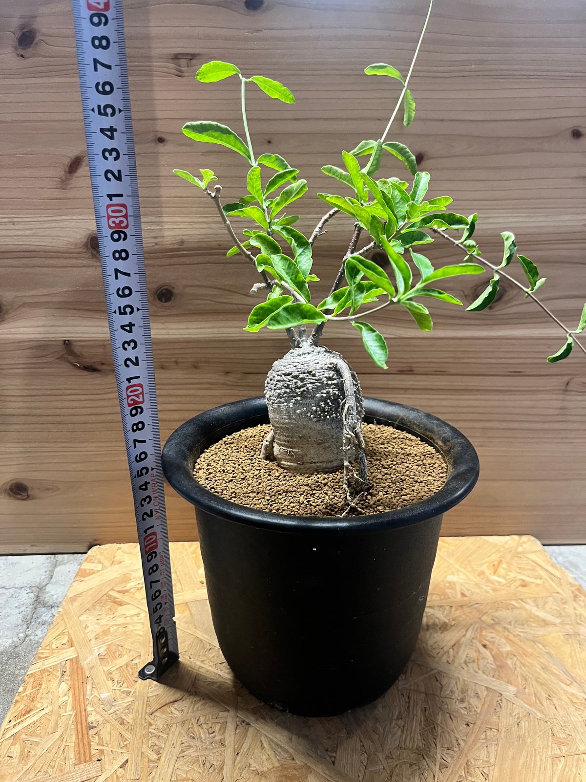 フォッケア エデュリス 火星人 | GREEN LUCK