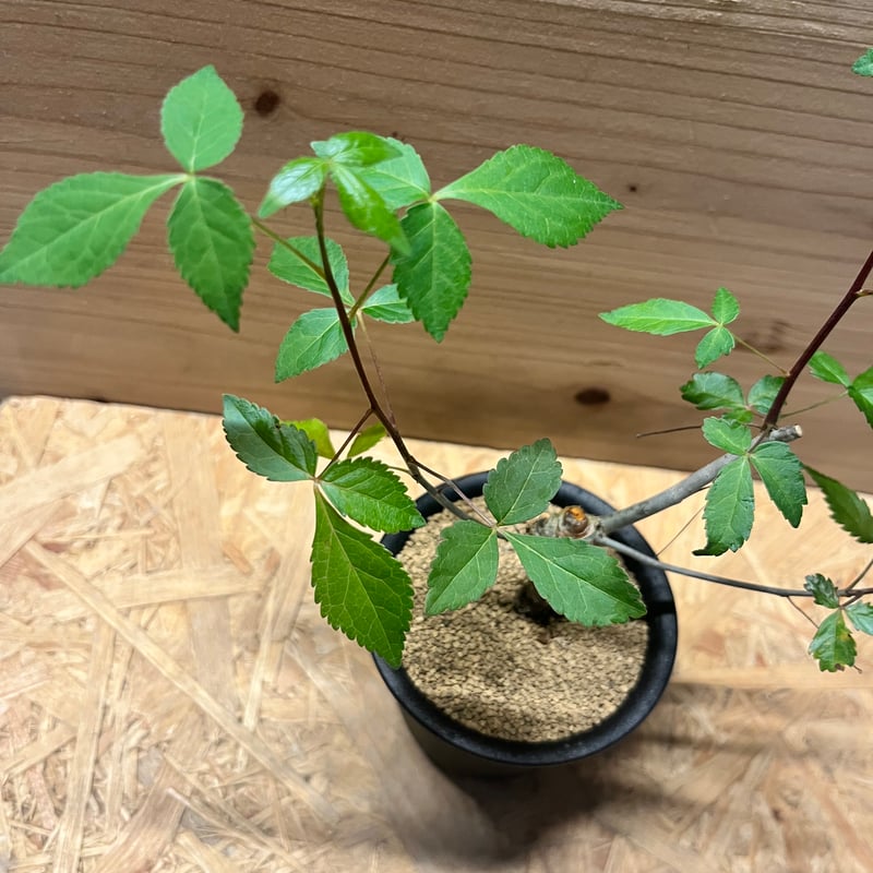 コミフォラ ホルトジアナ Commiphora holtziana コミフォラ ホルトジアナ 発根済現地株 #4