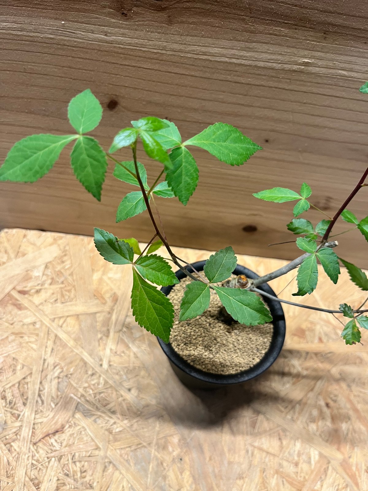 コミフォラ ホルトジアナ | GREEN LUCK