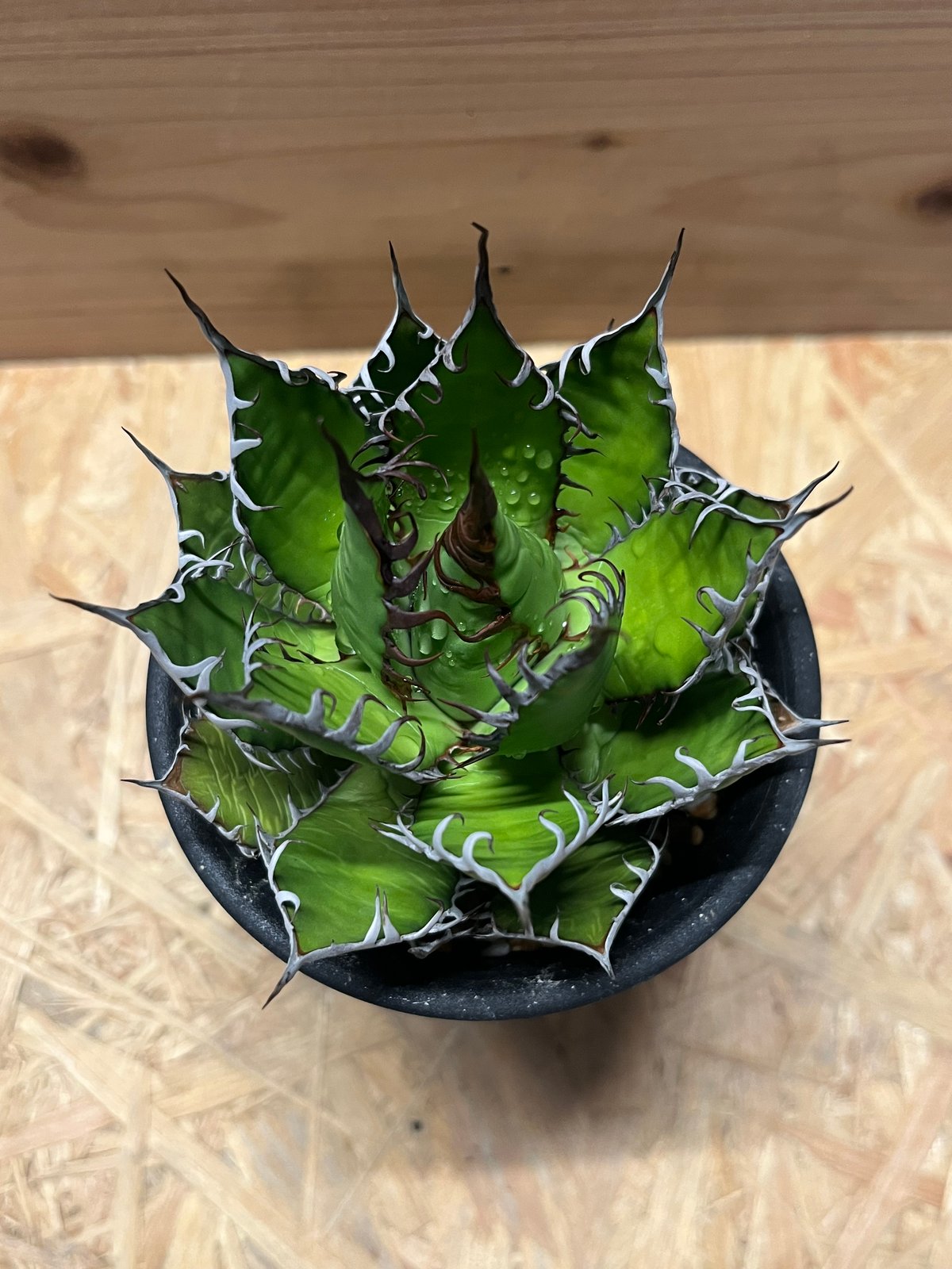 アガベ ホリダ 鉢のまま発送 アガベ ホリダ 鉢のまま発送