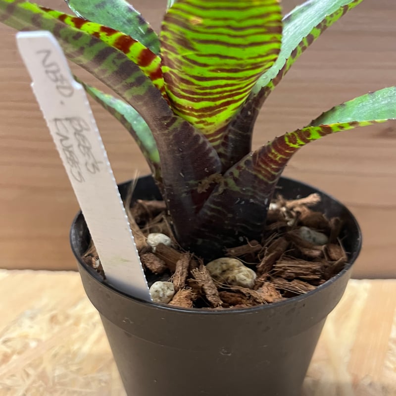 ネオレゲリア ビーズニーズ | GREEN LUCK