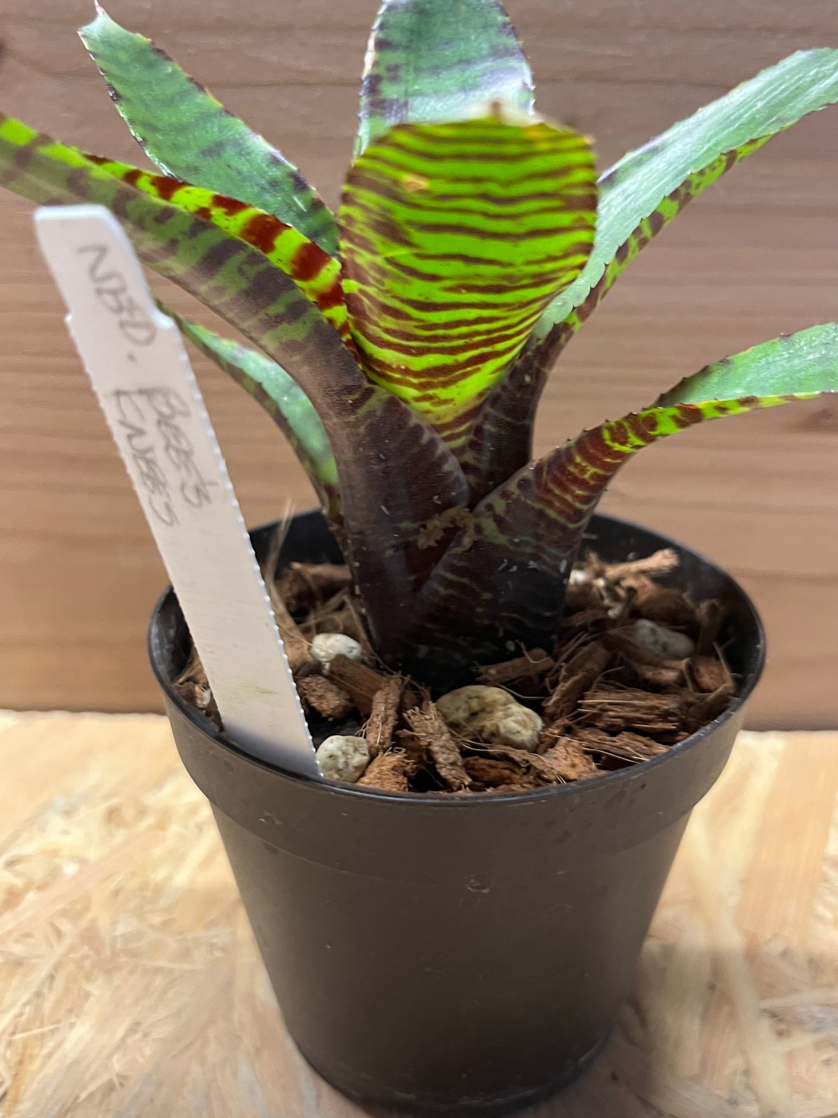 ネオレゲリア ビーズニーズ | GREEN LUCK