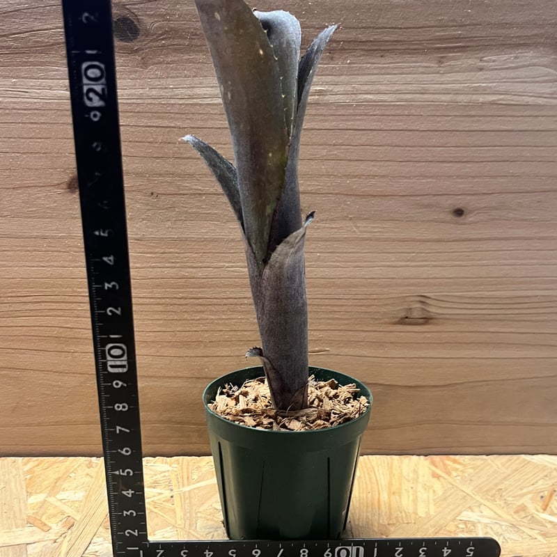 ビルベルギア 'カワナ ブラック ビューティー' | GREEN LUCK