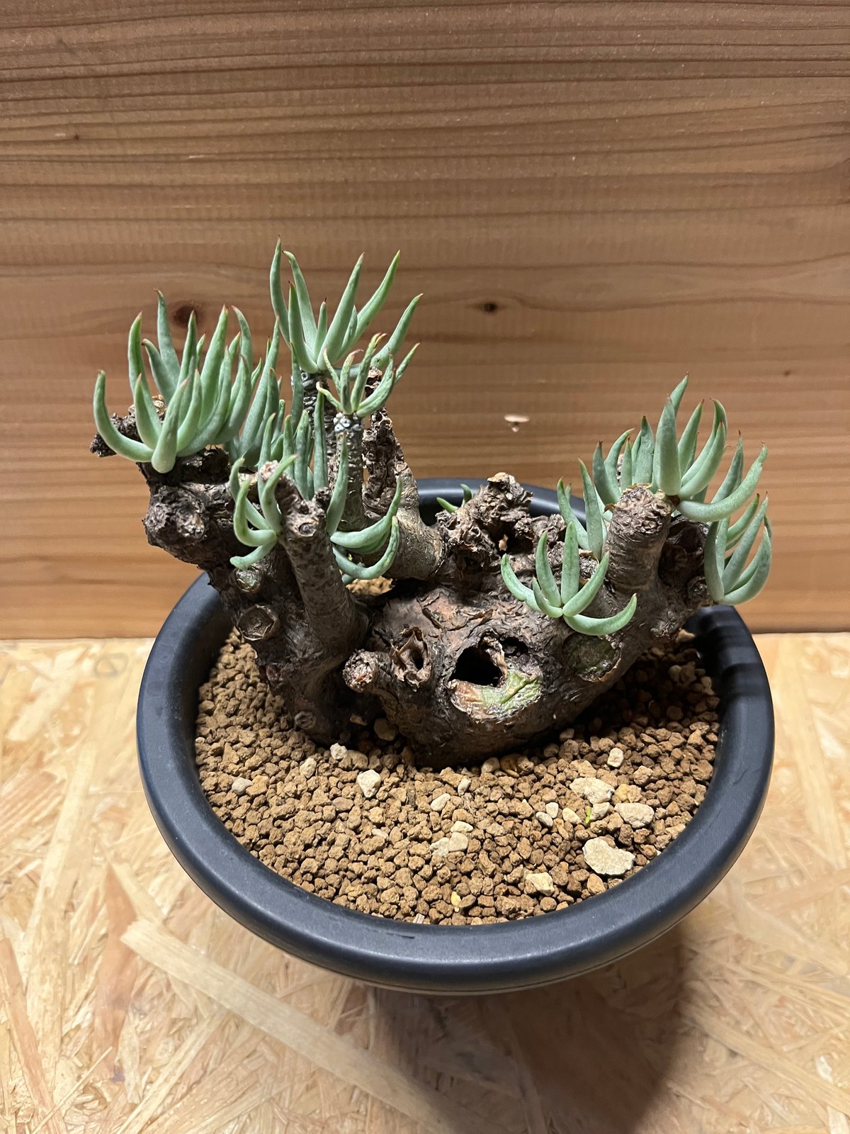 実生苗！ チレコドン ペアルソニー 多肉植物 塊根植物