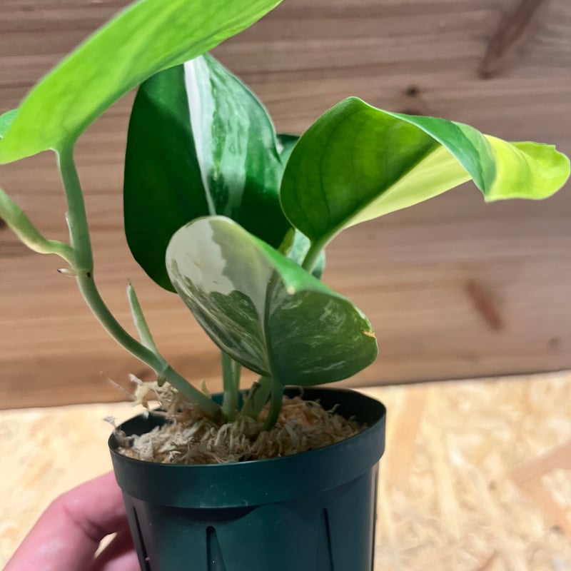 スキンダプサス ジェイドサテン バリエガータ | GREEN LUCK