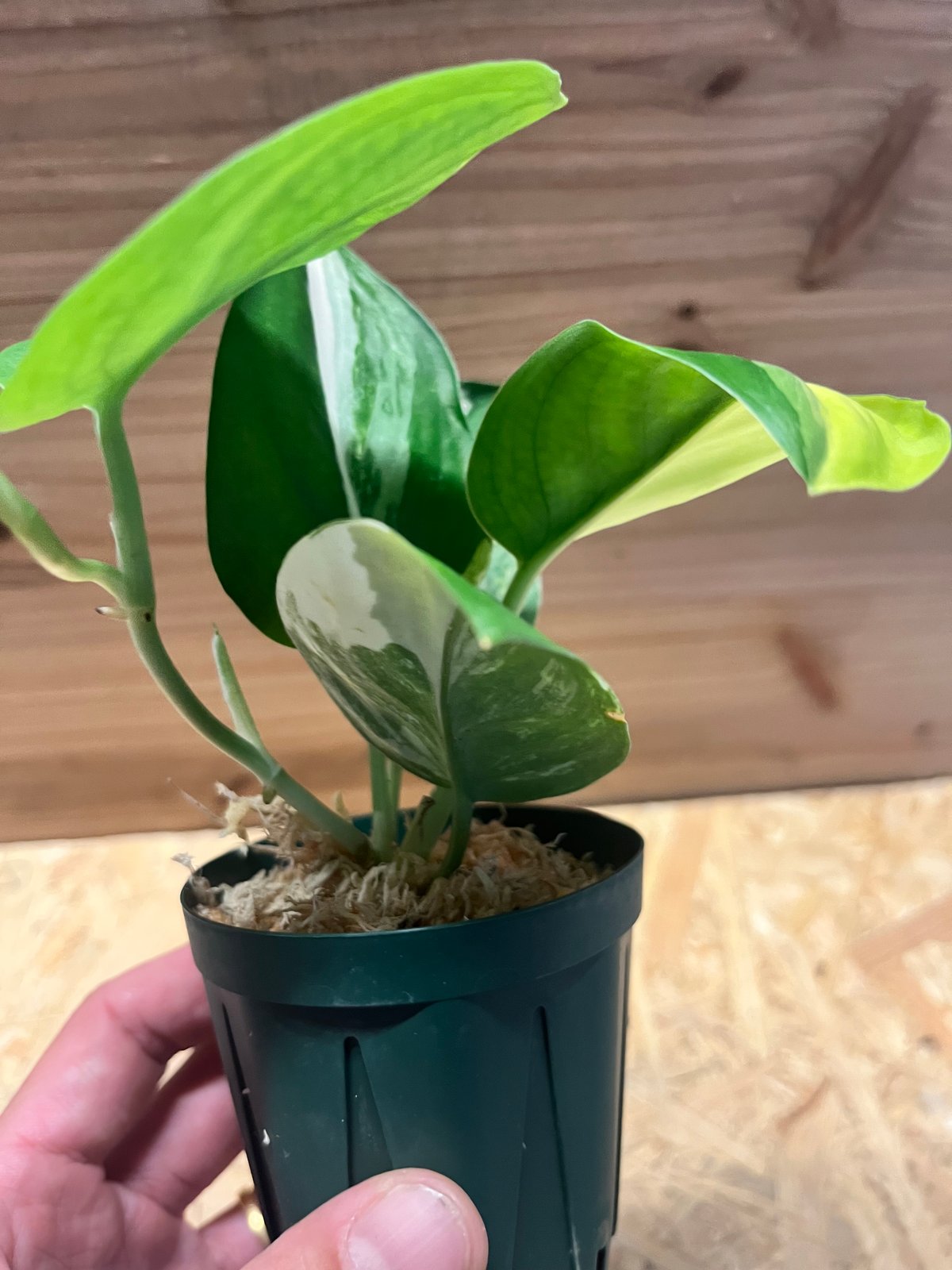 スキンダプサス ジェイドサテン バリエガータ | GREEN LUCK