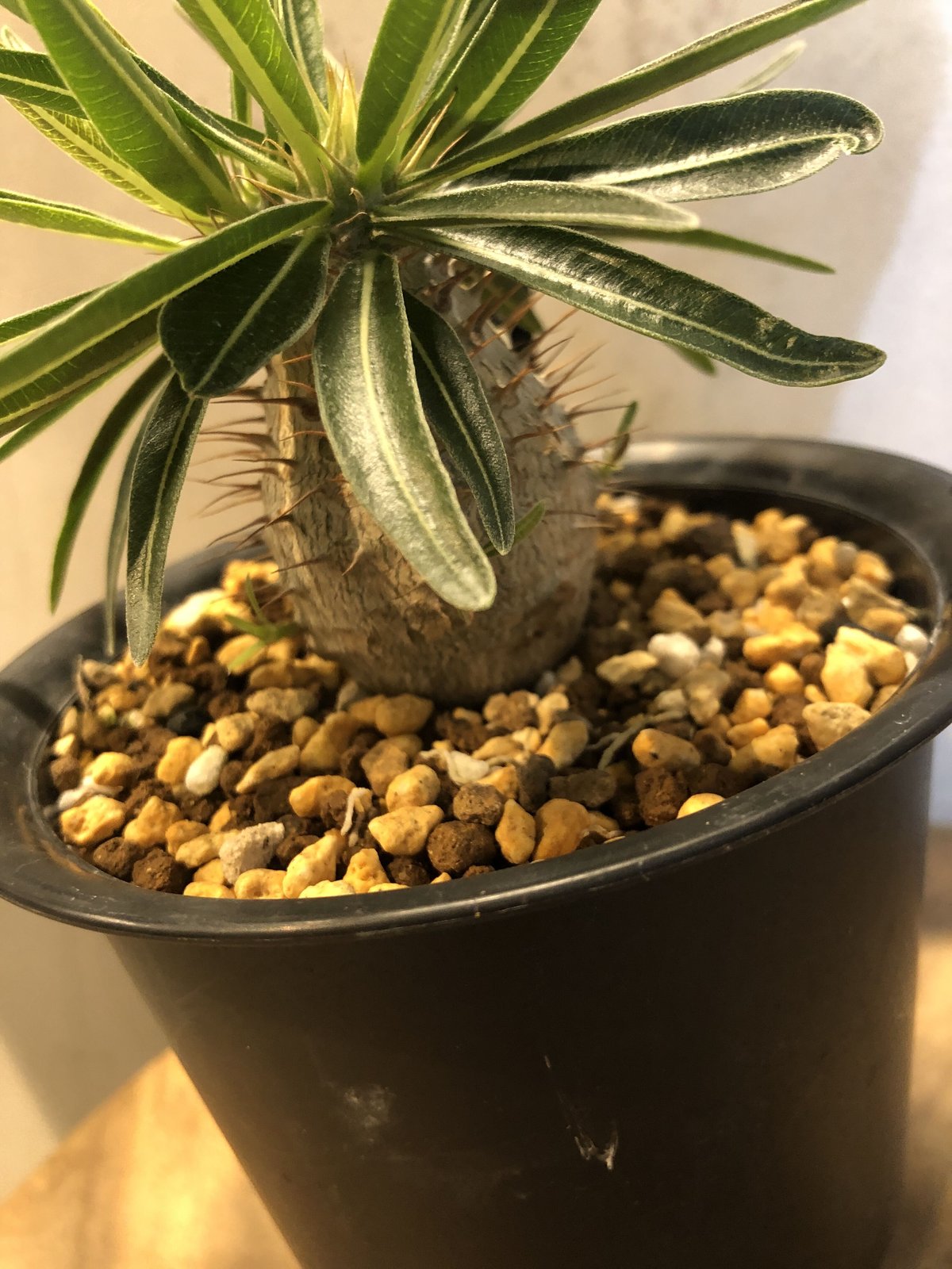 パキポディウム グラキリス 実生 | GREEN LUCK